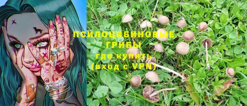 Галлюциногенные грибы Magic Shrooms  Ревда 